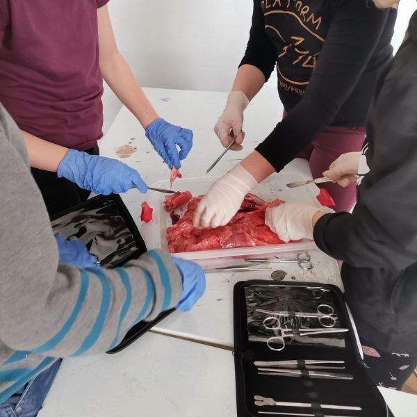 LUCRARE PRACTICĂ LA ORA DE BIOLOGIE-DISECȚIE -Aparatul respirator