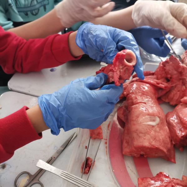 LUCRARE PRACTICĂ LA ORA DE BIOLOGIE-DISECȚIE -Aparatul respirator
