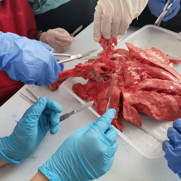 LUCRARE PRACTICĂ LA ORA DE BIOLOGIE-DISECȚIE -Aparatul respirator