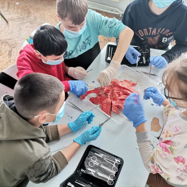 LUCRARE PRACTICĂ LA ORA DE BIOLOGIE-DISECȚIE -Aparatul respirator